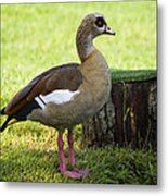 Duck Metal Print