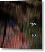 Duck Scape 3 Metal Print