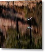 Duck Scape Metal Print