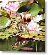 Duckling Running Over The Water Lilies 2 Metal Print