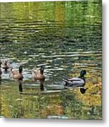 Ducks In A Row Metal Print