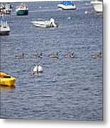 Ducks In Northport Harbor Metal Print