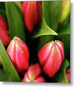 Dutch Bulbs Metal Print