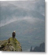 Eagle Metal Print