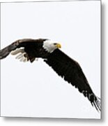 Eagle In Flight Metal Print