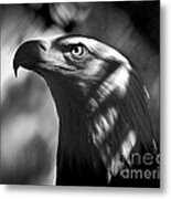 Eagle In Shadows Metal Print