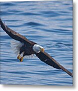 Eagle Soaring Metal Print