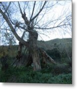 Early Morning January Wild Mountain Nature In Spain Metal Print