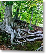 Earth Tree And Roots Metal Print