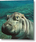 East African River Hippopotamus Baby Metal Print