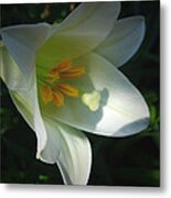 Easter Lily Ii Metal Print