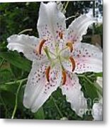 Easter Lily Metal Print