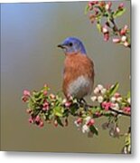 Eastern Bluebird On Apple Blossoms Metal Print