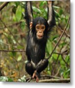 Eastern Chimpanzee Baby Hanging Metal Print