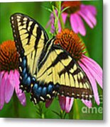 Eastern Tiger Swallowtail Female Metal Print