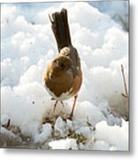 Eastern Towhee Poses For Photograph Metal Print
