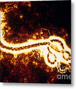 Ebola Zaire Virus Tem Metal Print