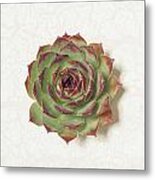 Echeveria Succulent Metal Print