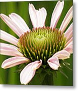 Echinacea Flower Unfolds Closeup Metal Print