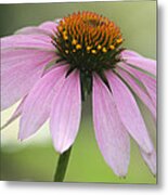 Echinacea Pink Coneflower Metal Print