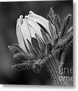 Echinacia Metal Print