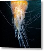 Egg-yolk Jellyfish Metal Print