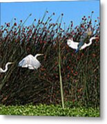 Egret Taking Off Metal Print