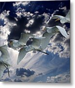 Egrets In Succession Metal Print