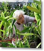 Elderly Woman Examining Plants Metal Print