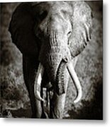 Elephant Bull Metal Print