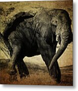 Elephant Metal Print