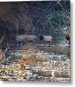 Elk Crossing The Buffalo River Metal Print