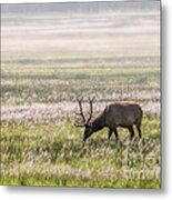 Elk Grazing In Meadow Metal Print