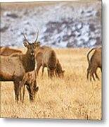 Elk Herd Colorado Foothills Plains Panorama Metal Print