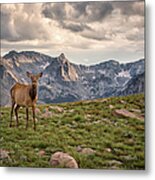 Elk In The Mountains, Rocky Mountain Metal Print
