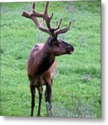 Elk In Velvet Metal Print