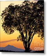 Elm At Twilight Metal Print