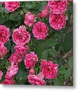 Elmshorn Rose Shrub Metal Print