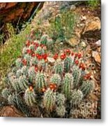 Elves Chasm Cacti Metal Print