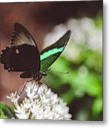 Emerald Swallowtail Butterfly Metal Print