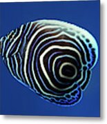 Emperor Angelfish Metal Print