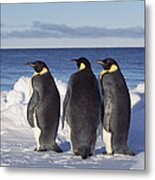 Emperor Penguin Trio On Edge Of Ice Metal Print