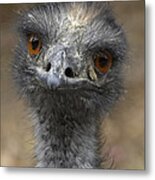 Emu Portrait Metal Print