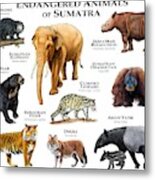 Endangered Animals Of Sumatra Metal Print