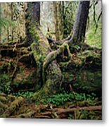 Entwined Tree Roots In Lush Forest Metal Print