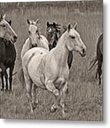 Escapees From A Lineup Metal Print