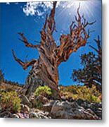 Eternity - Dramatic View Of The Ancient Bristlecone Pine Tree With Sun Burst. Metal Print