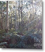 Eucalyptus Forest In Victoria Australia Metal Print