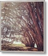 #eucalyptus #grove #monarchgrove Metal Print