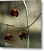 Euonymus Americanus  Winter Form Metal Print